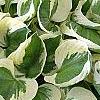 Hosta 'Patriot', habit