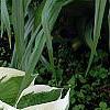 Hosta 'Patriot', habit