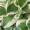 Hosta 'Patriot', habit