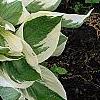 Hosta 'Patriot', habit