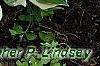 Hosta 'Patriot', habit