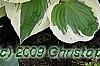 Hosta 'Patriot', habit