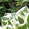 Hosta 'Patriot', habit