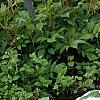Hosta 'Patriot', habit