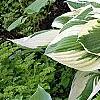 Hosta 'Patriot', habit