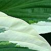 Hosta 'Patriot', leaves