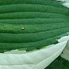Hosta 'Patriot', leaves