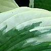Hosta 'Patriot', leaves
