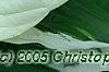 Hosta 'Patriot', leaves