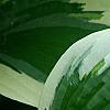 Hosta 'Patriot', leaves