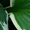 Hosta 'Patriot', leaves