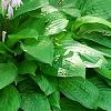 Hosta 'Paradise Island', habit
