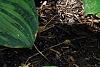 Hosta 'Paradise Island', habit