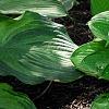 Hosta 'Paradise Island', habit