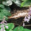 Hosta 'Paradise Island', habit