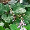 Hosta 'Paradise Island', habit