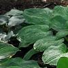 Hosta 'Paradise Island', habit