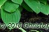 Hosta 'Paradise Island', habit
