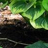 Hosta 'Paradise Island', habit