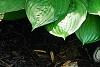 Hosta 'Paradise Island', habit