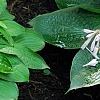 Hosta 'Paradise Island', habit