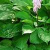 Hosta 'Paradise Island', habit