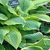 Hosta 'Prima Donna', habit