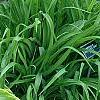 Hosta 'Prima Donna', habit