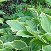 Hosta 'Prima Donna', habit
