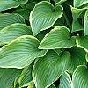 Hosta 'Prima Donna', habit