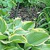 Hosta 'Prima Donna', habit