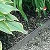 Hosta 'Prima Donna', habit