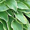 Hosta 'Prima Donna', habit