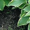 Hosta 'Prima Donna', habit