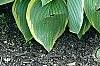 Hosta 'Prima Donna', habit