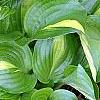 Hosta 'Peppermint Ice', habit