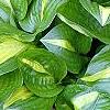 Hosta 'Peppermint Ice', habit