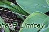Hosta 'Peppermint Ice', habit