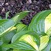 Hosta 'Peppermint Ice', habit