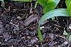 Hosta 'Peppermint Ice', habit