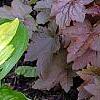 Hosta 'Peppermint Ice', habit