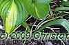 Hosta 'Peppermint Ice', habit