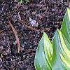 Hosta 'Peppermint Ice', habit
