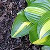 Hosta 'Peppermint Ice', habit