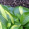 Hosta 'Peppermint Ice', habit