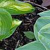 Hosta 'Peppermint Ice', habit