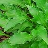 Hosta 'Pineapple Poll', habit