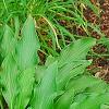 Hosta 'Pineapple Poll', habit