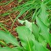 Hosta 'Pineapple Poll', habit