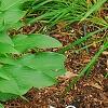 Hosta 'Pineapple Poll', habit